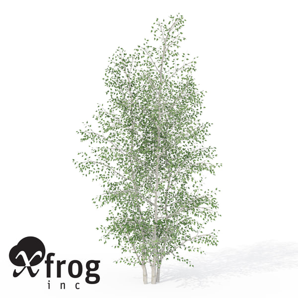 3d xfrogplants grey birch tree model