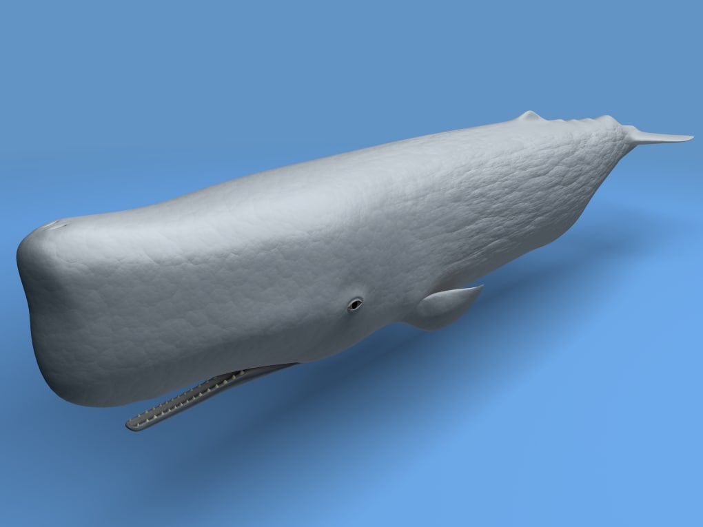 sperm whale