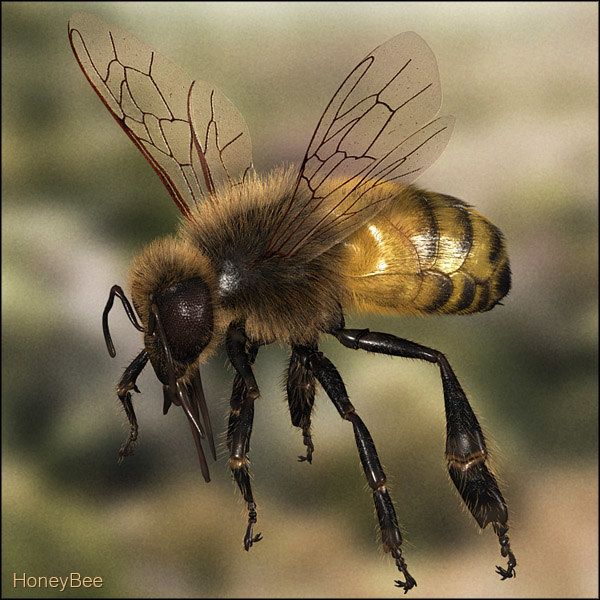 蜜蜂3d模型