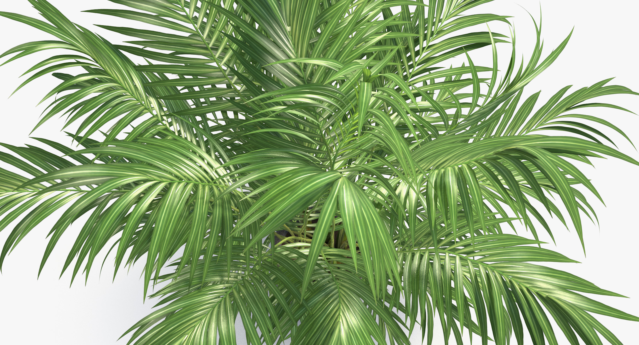 areca palm in pot model