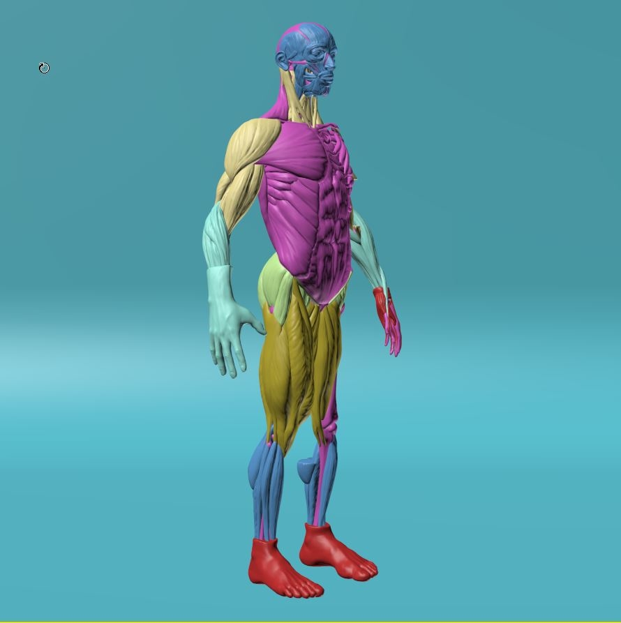 modelo 3d Figura Anatomía Humana TurboSquid 1145282