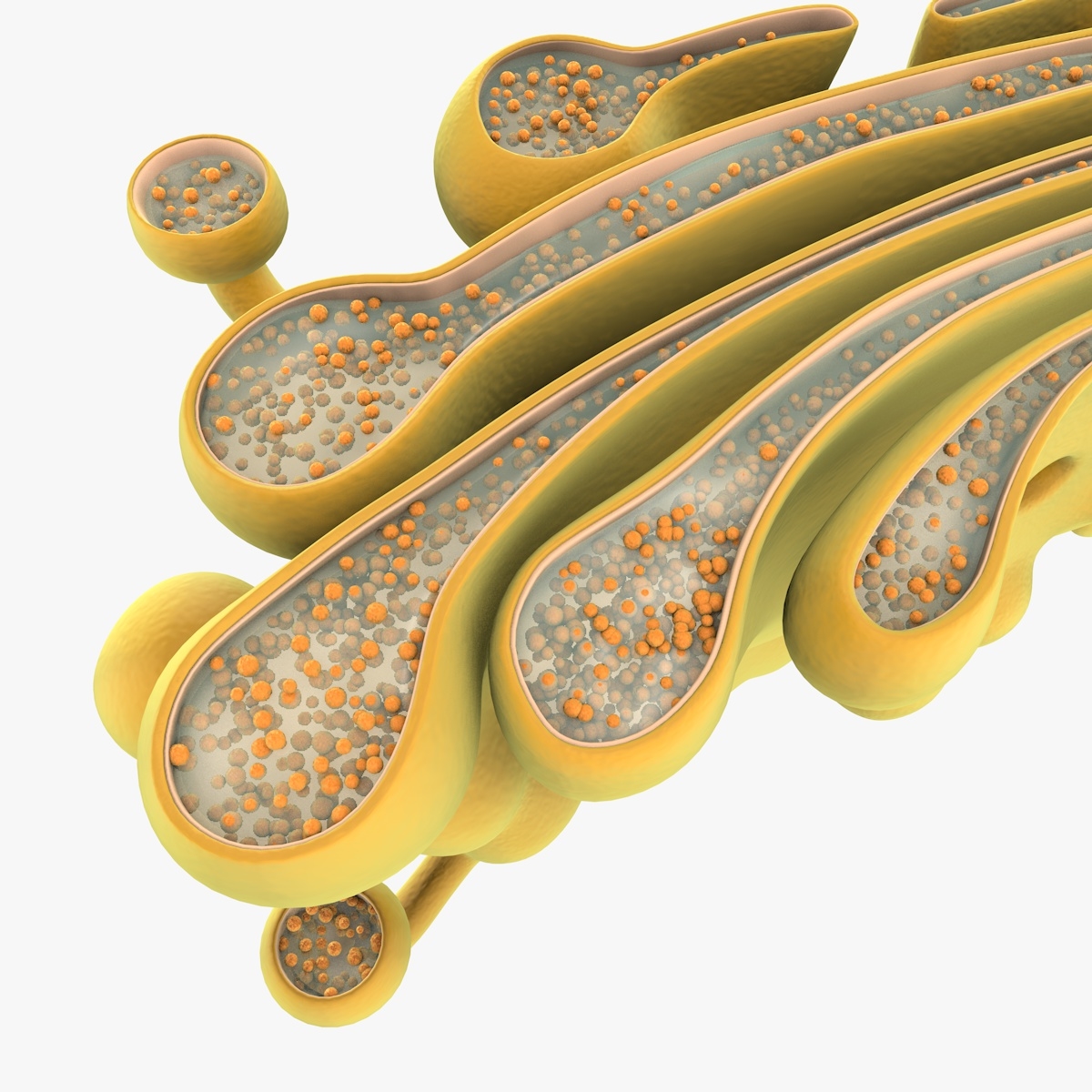 3d golgi apparatus