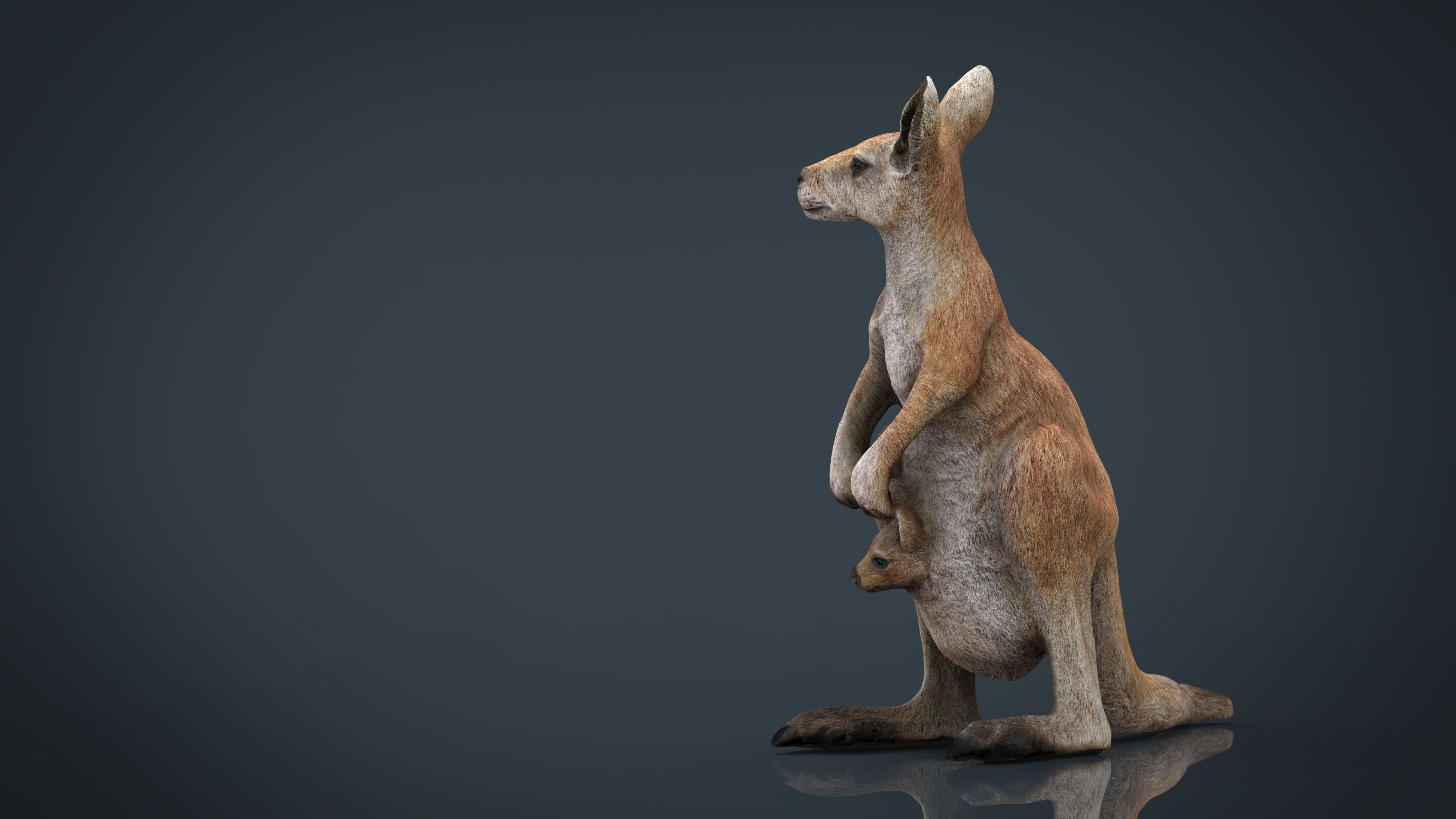 kangaroo 3d model