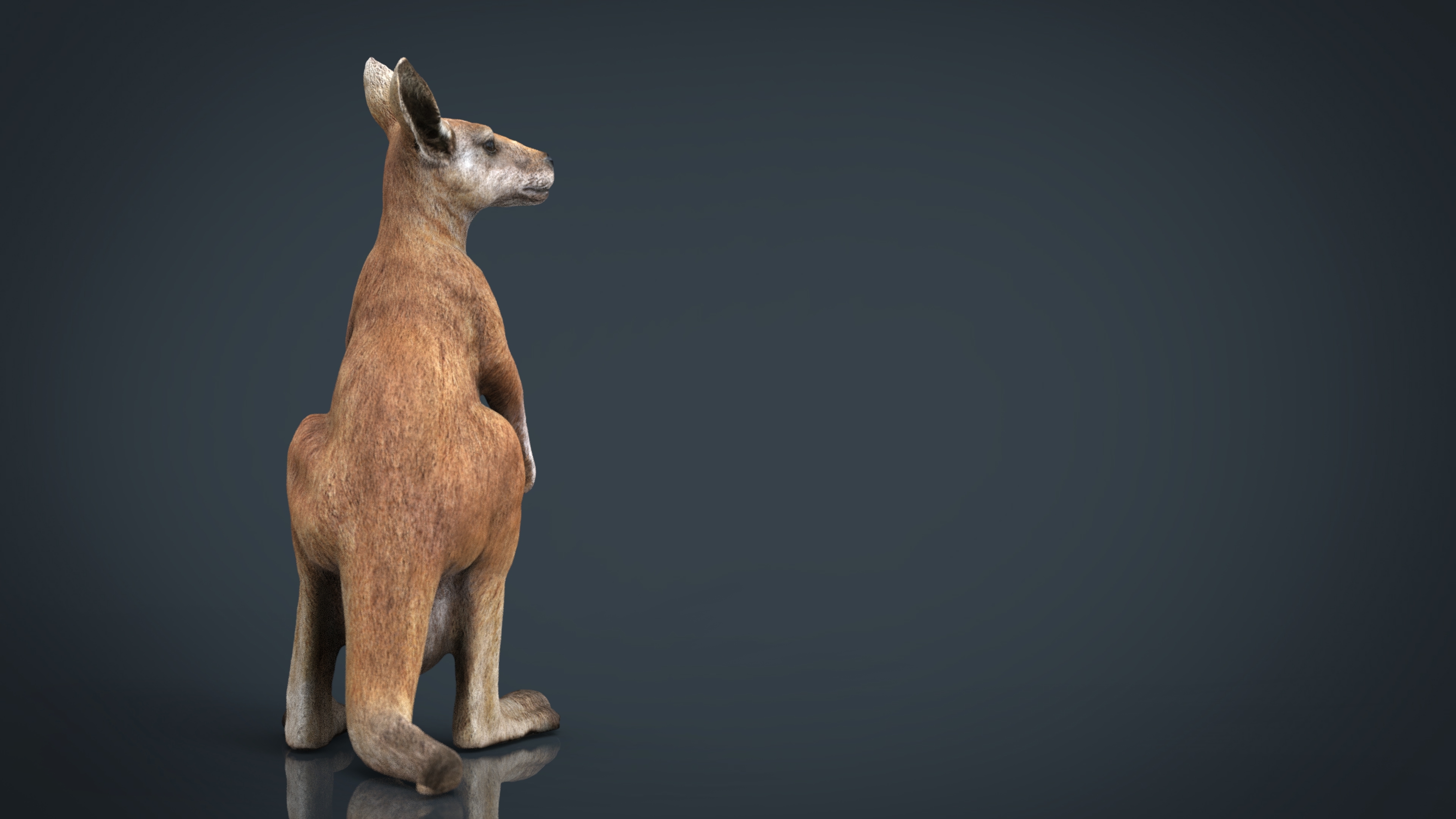 kangaroo rat,evaporative kangaroo 3d model