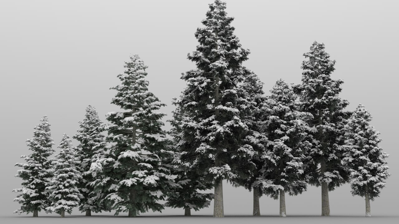 10 10 cedar trees 3d model