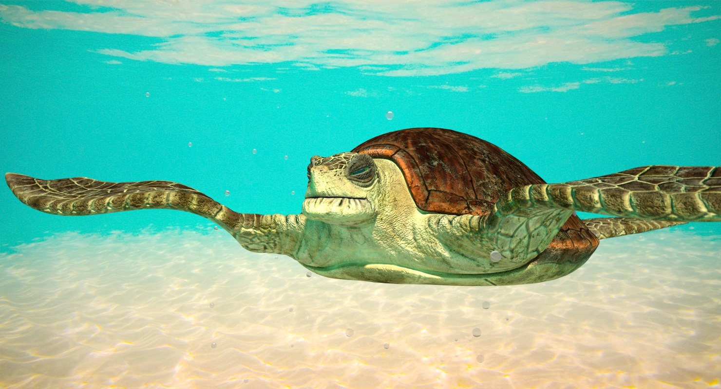 3d model sea turtle