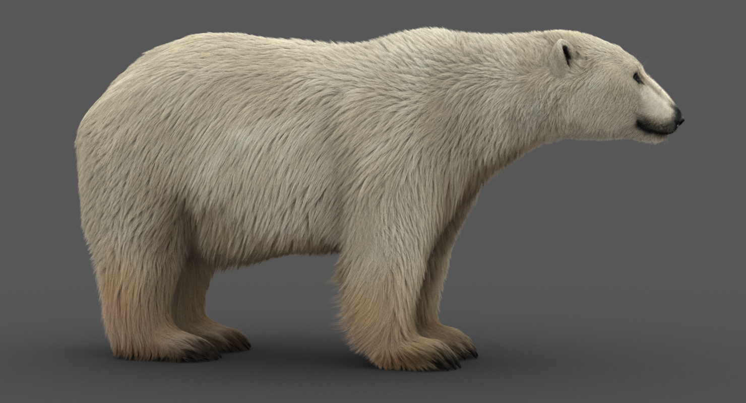 3d polar bear modeled animation