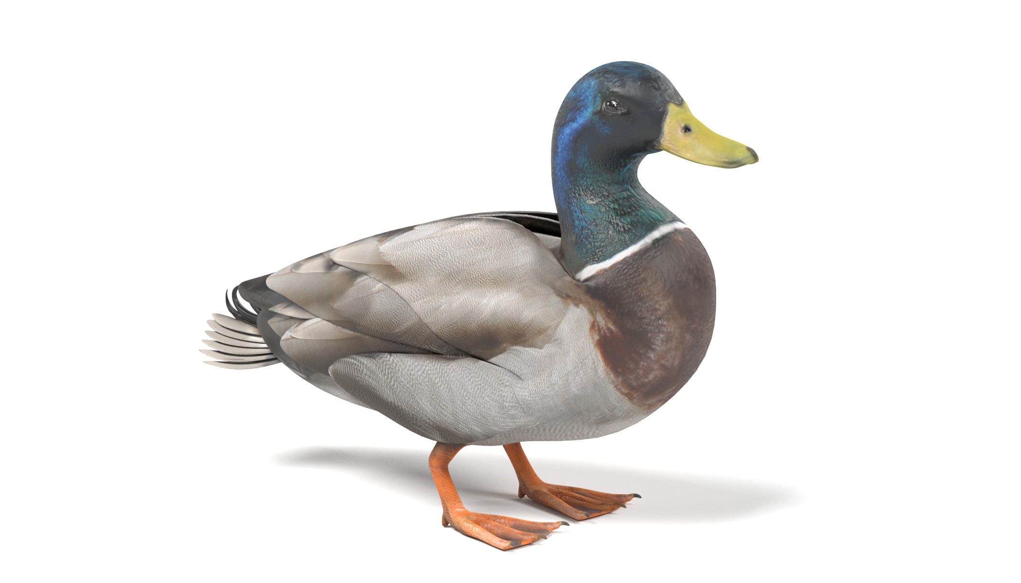 3d wild duck male