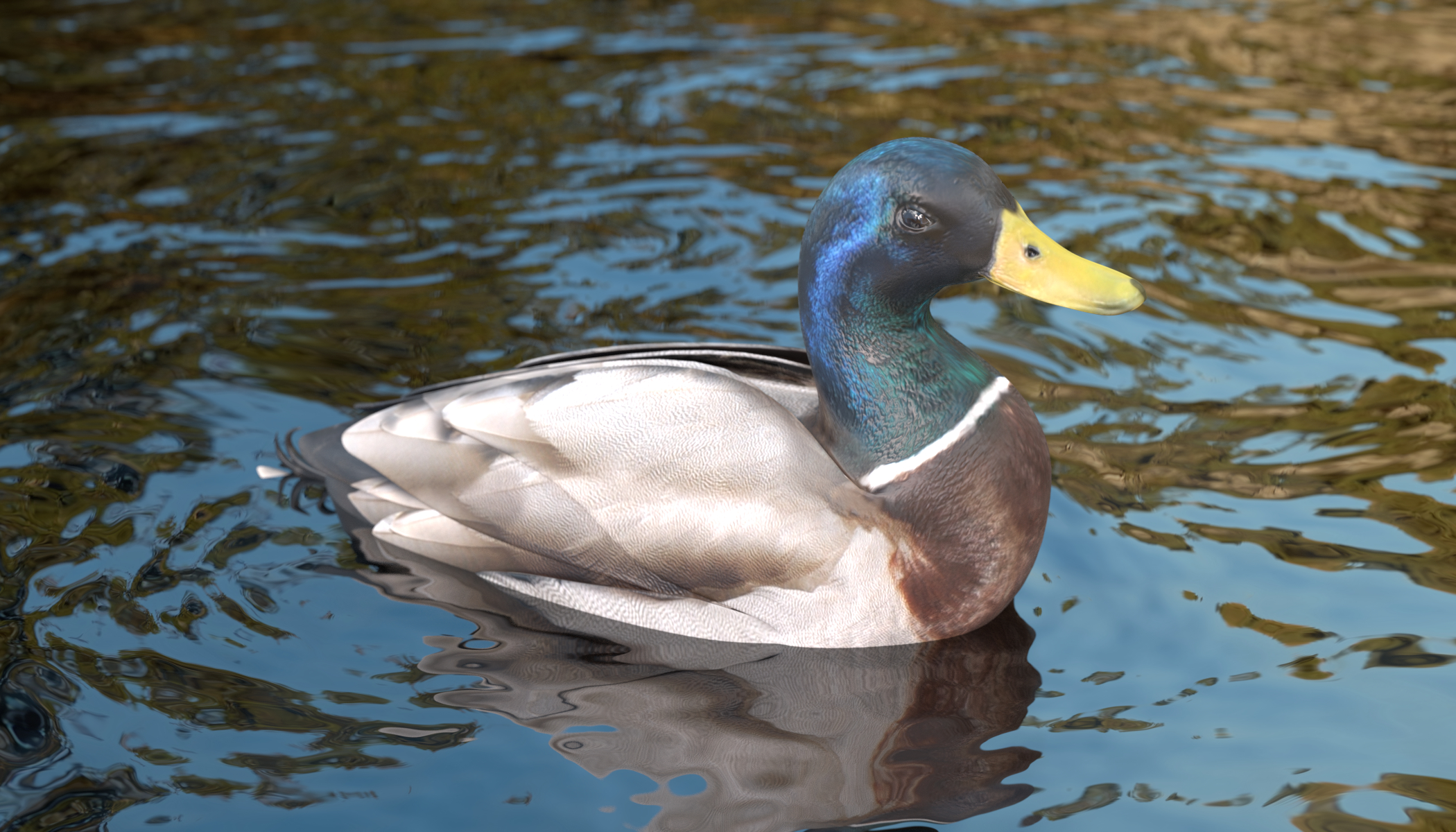 3d wild duck male