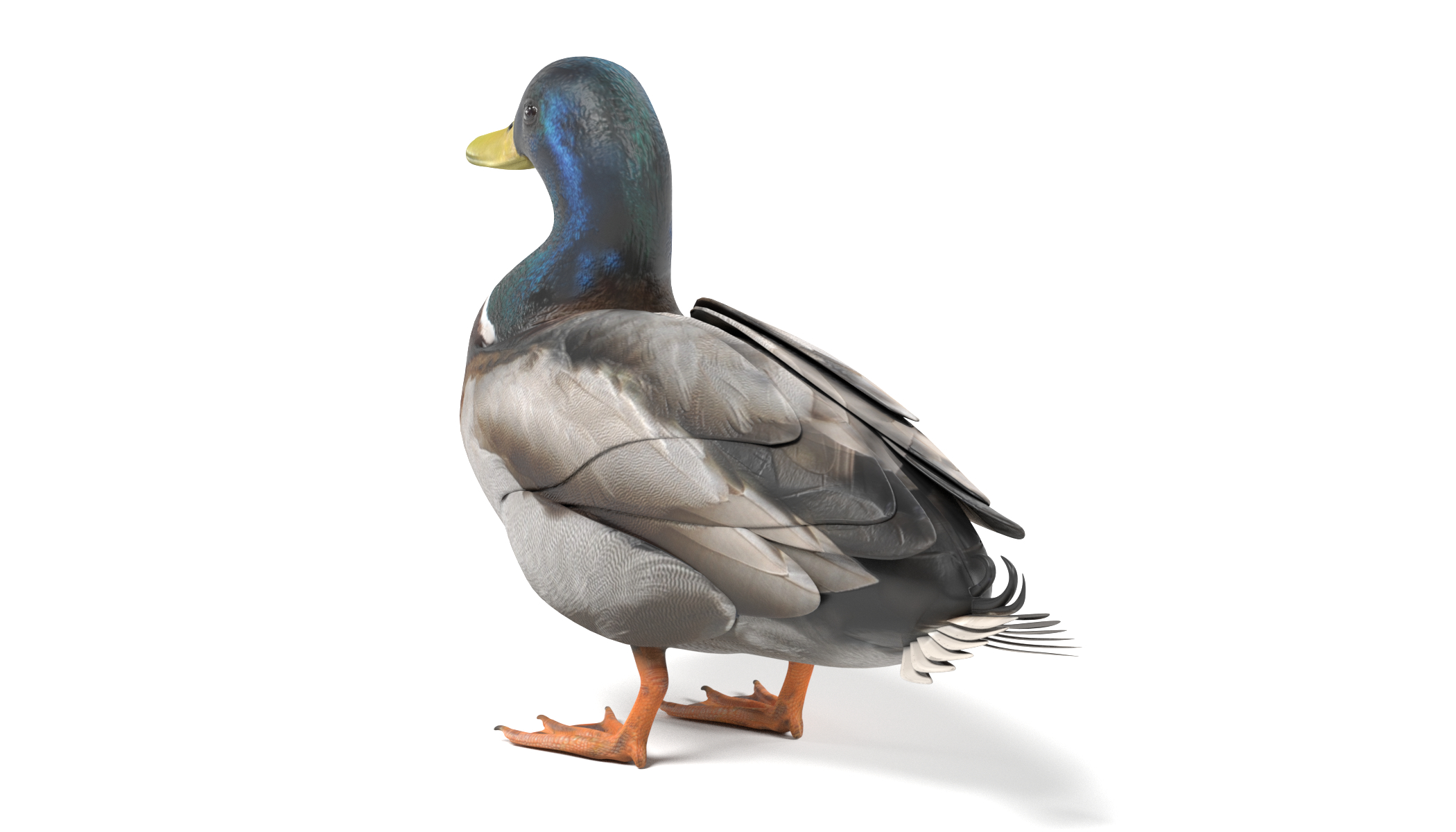 3d wild duck male