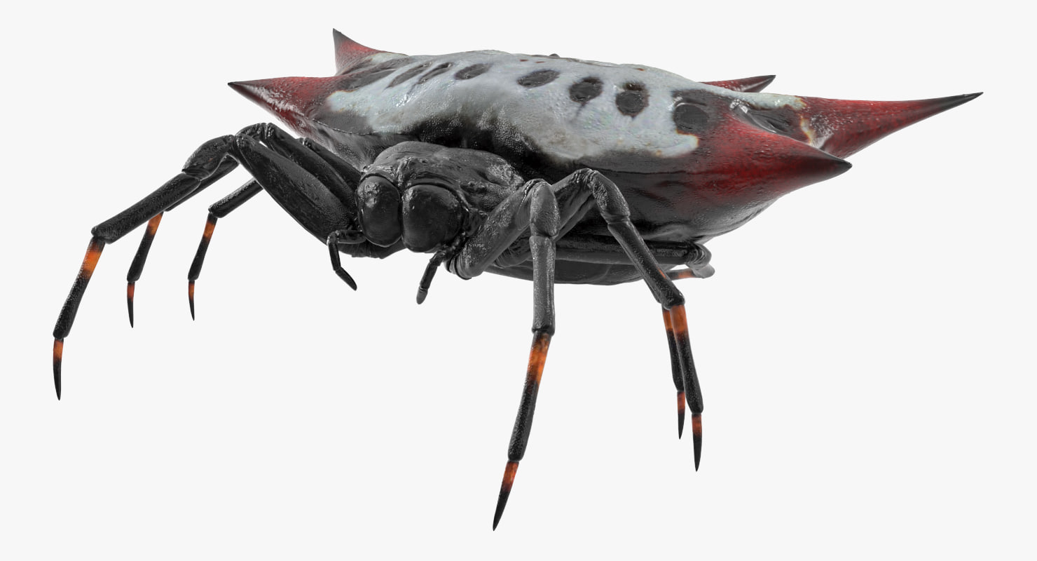 spiny orb weaver spider 3d model - turbosquid