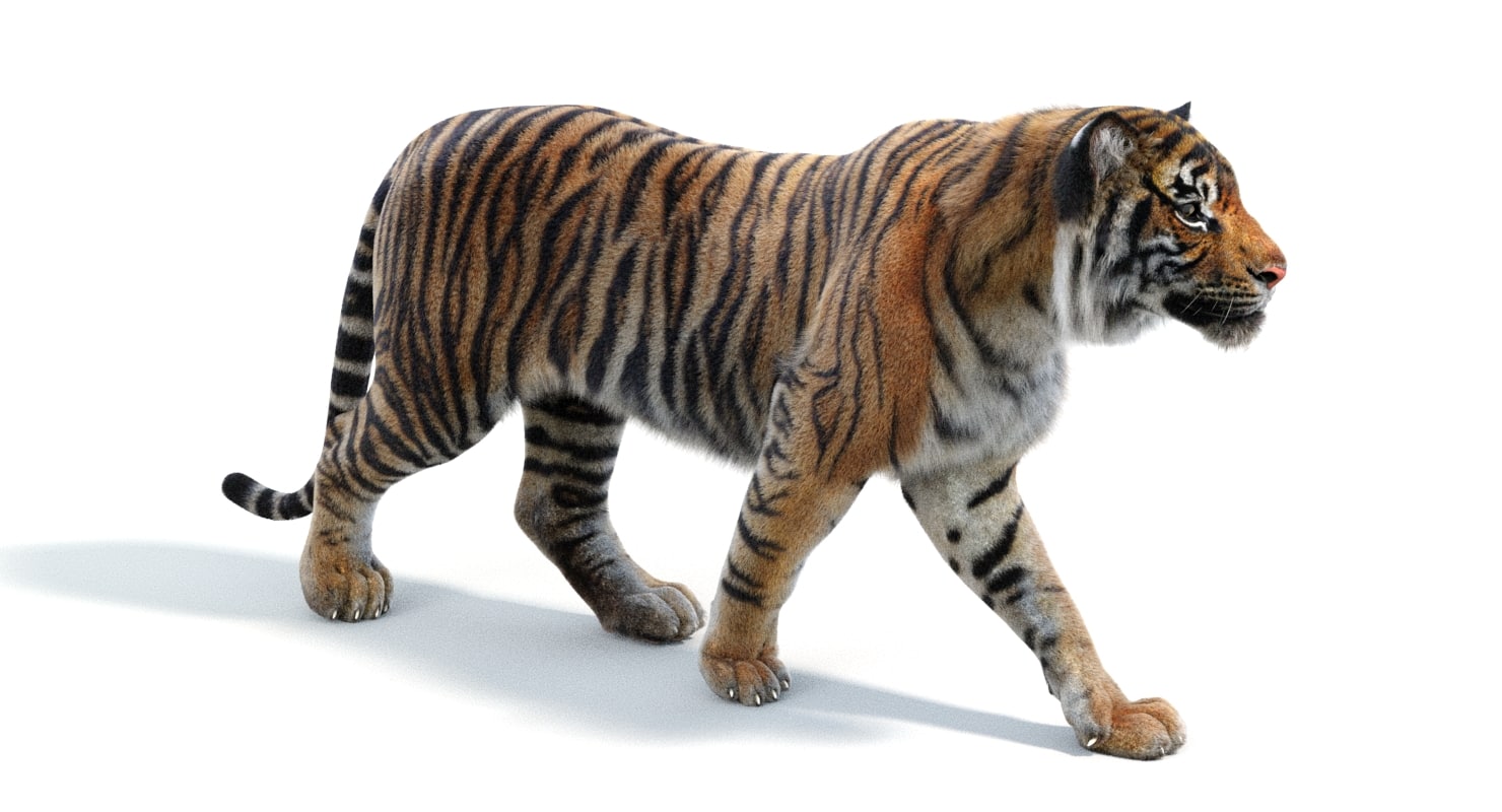 3d sumatran tiger (fur, animated)