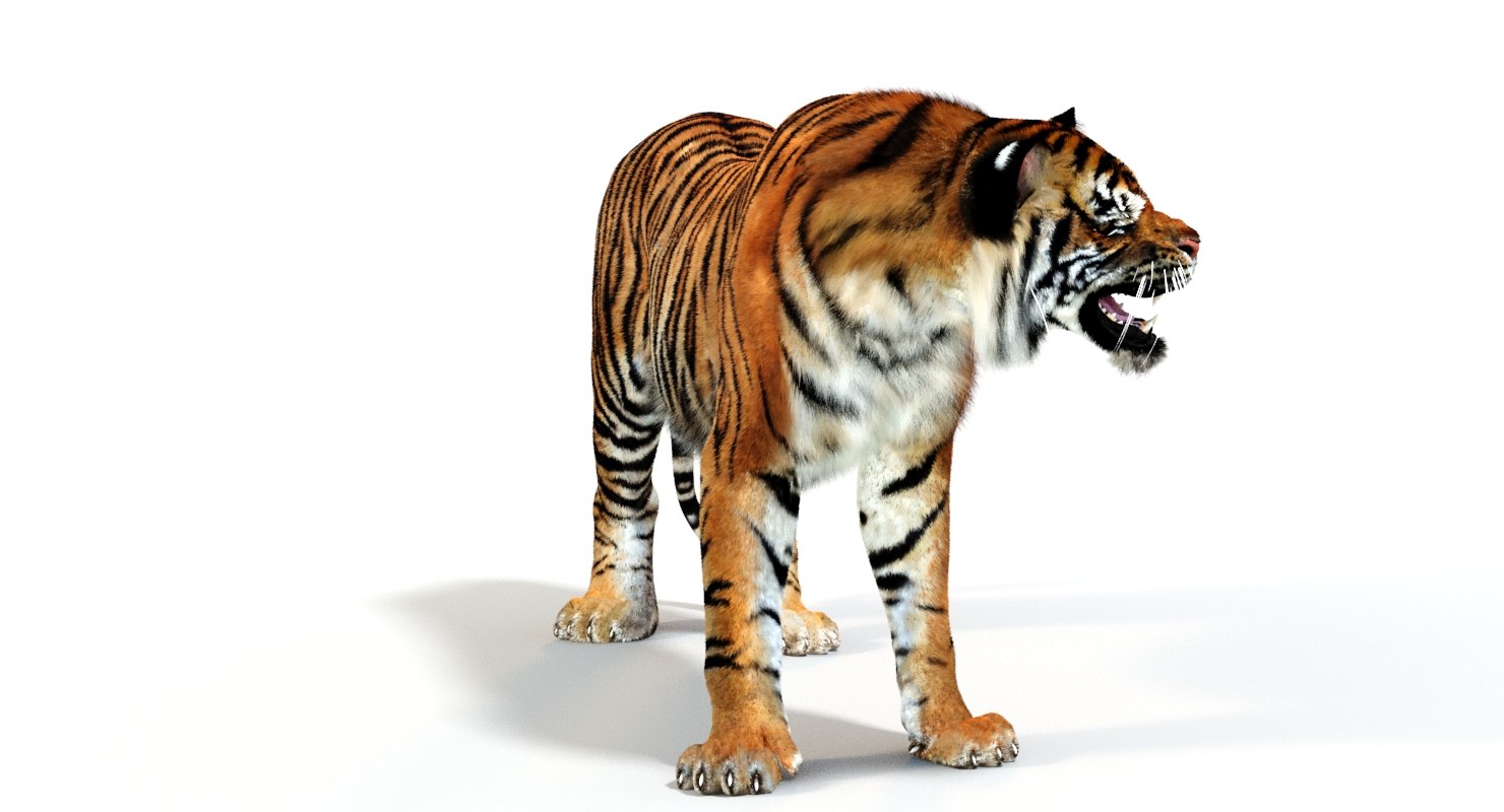 3d sumatran tiger (fur, animated)