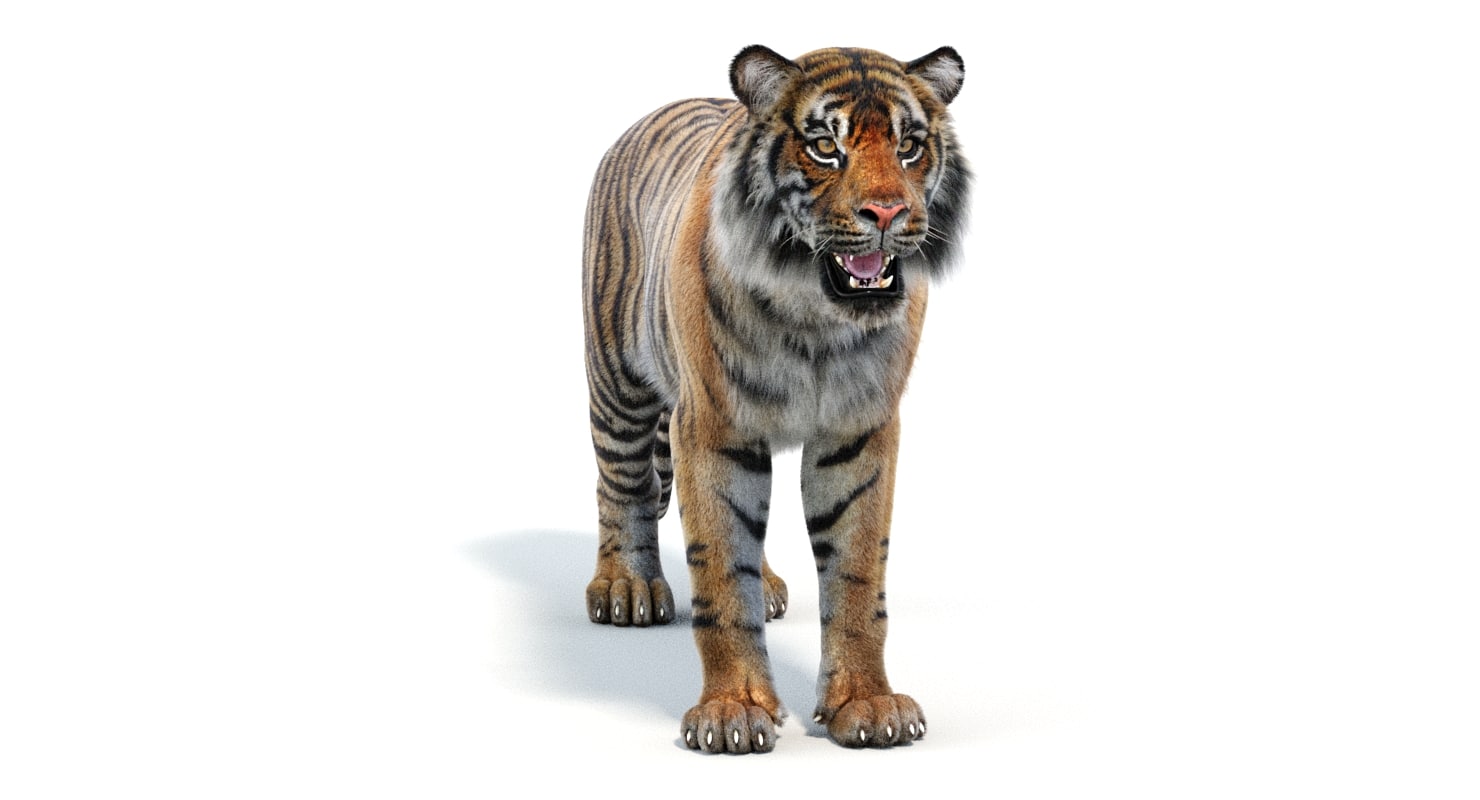 3d sumatran tiger (fur, animated)