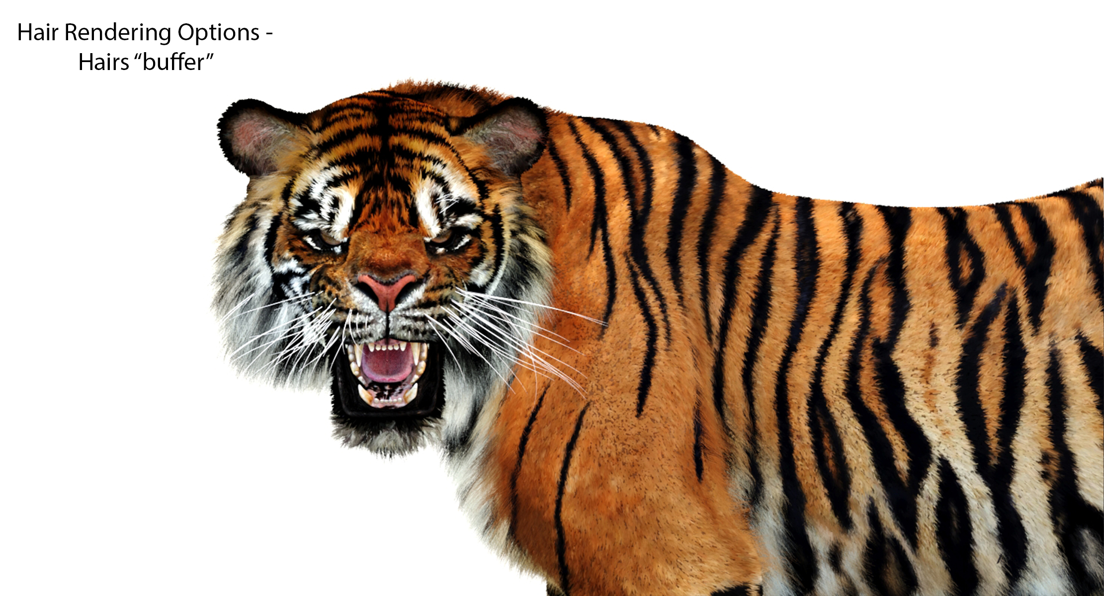 3d sumatran tiger (fur, animated)