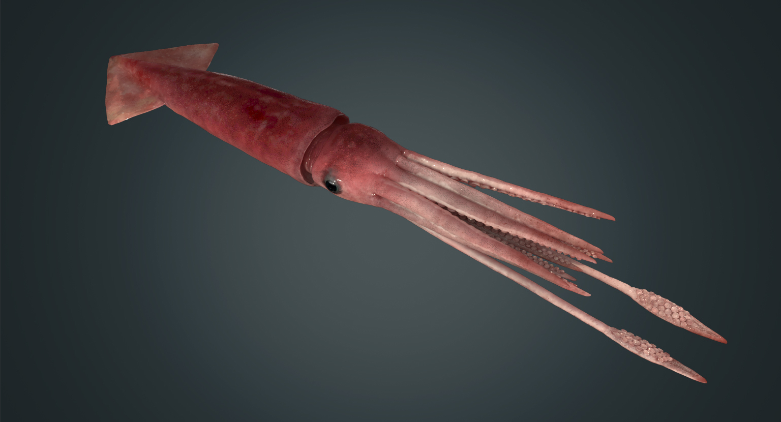 3d model giant squid