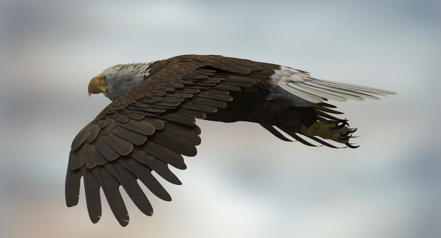 3d american bald eagle rigged model