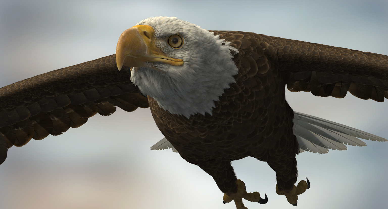 3d american bald eagle rigged model