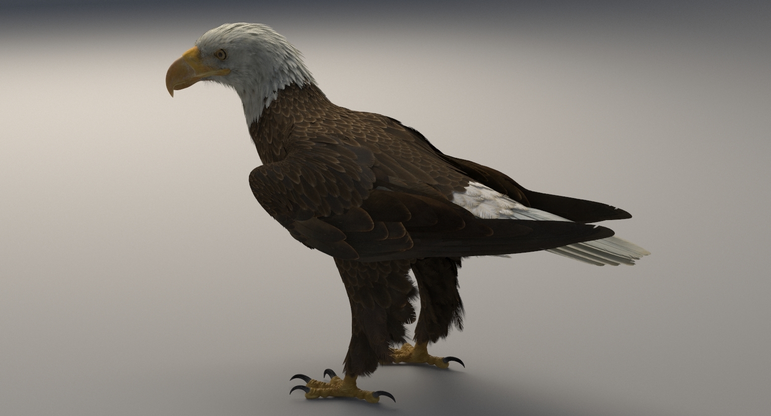 3d american bald eagle rigged model