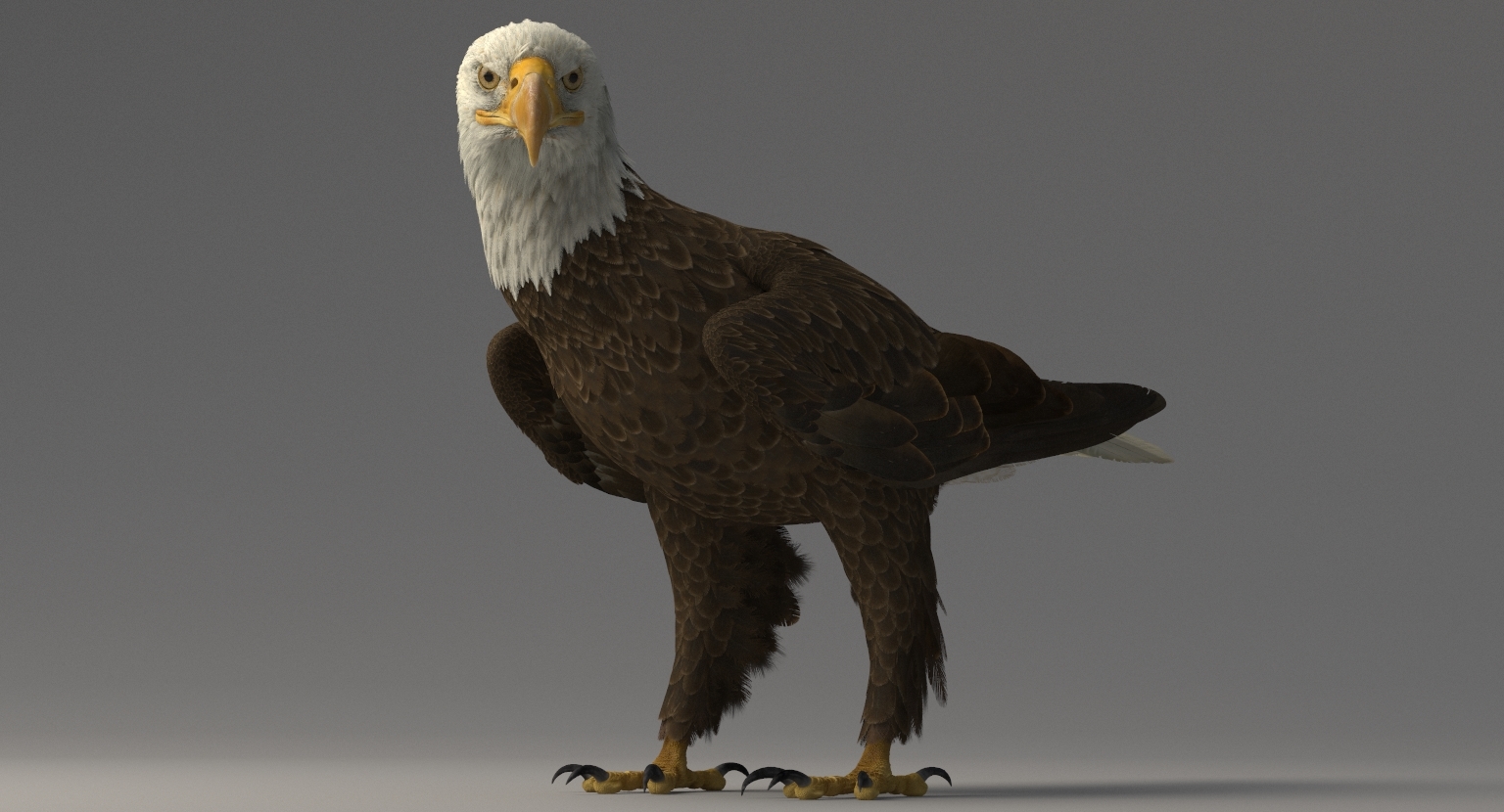 3d american bald eagle rigged model