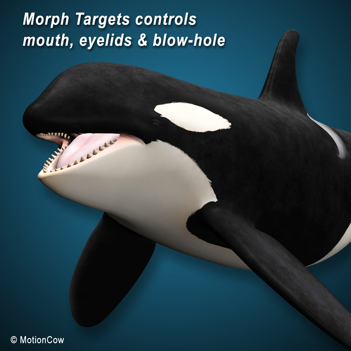 3d orca (killer whale) family model