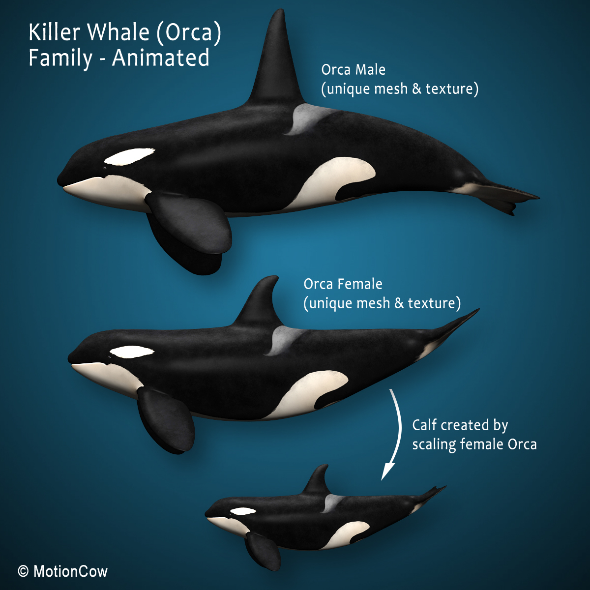 3d orca (killer whale) family model