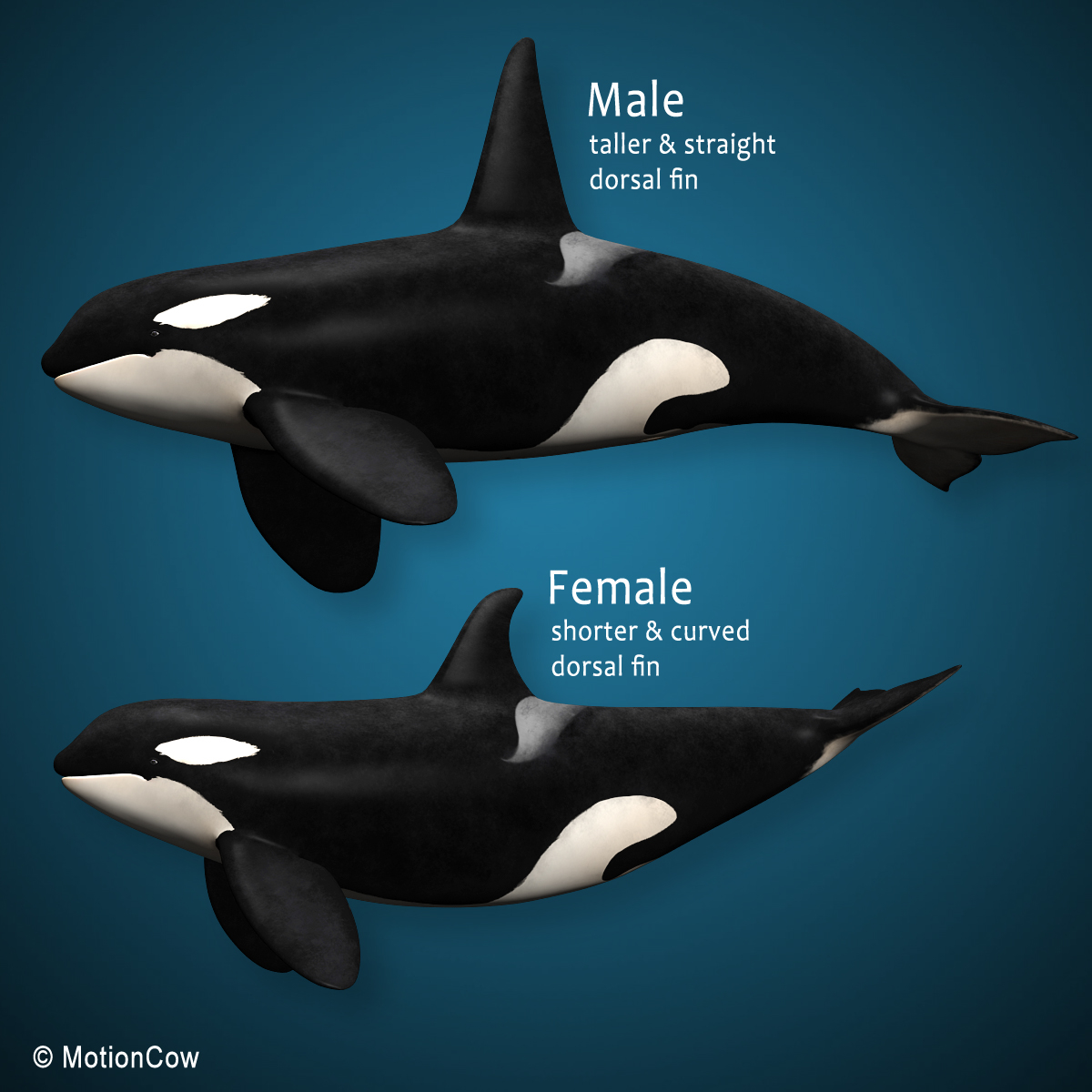 3d orca (killer whale) family model