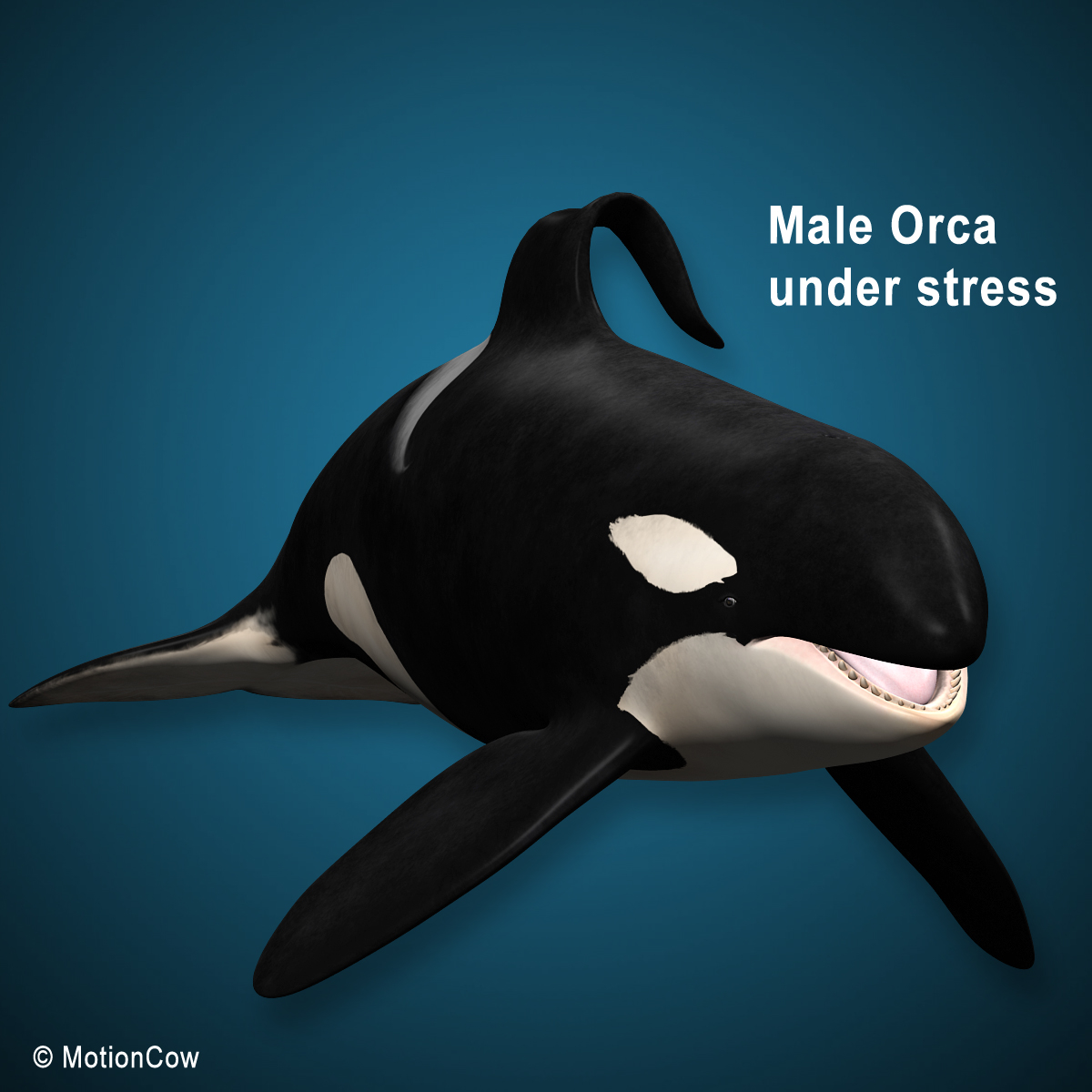 3d orca (killer whale) family model