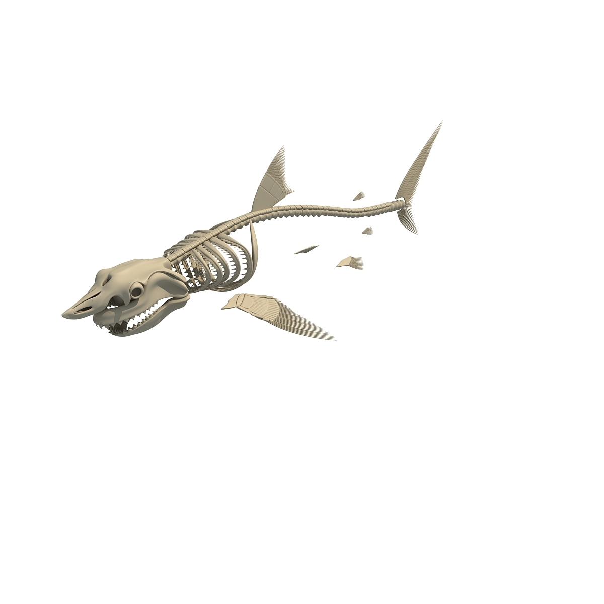 鲨鱼骷髅3d模型