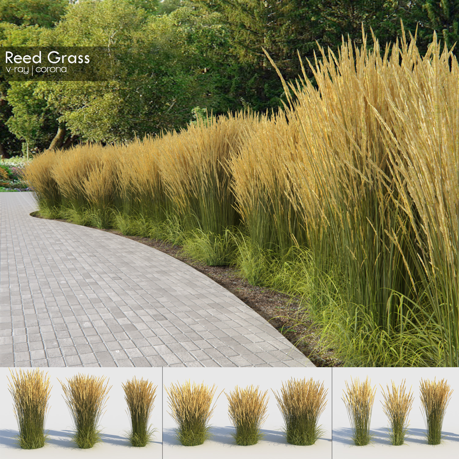 reed grass (calamagrostis) model