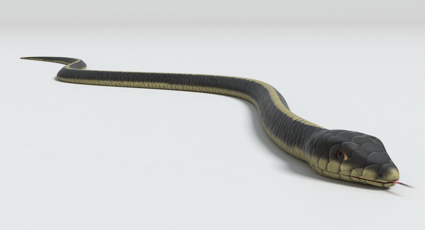 garter snake 3d model