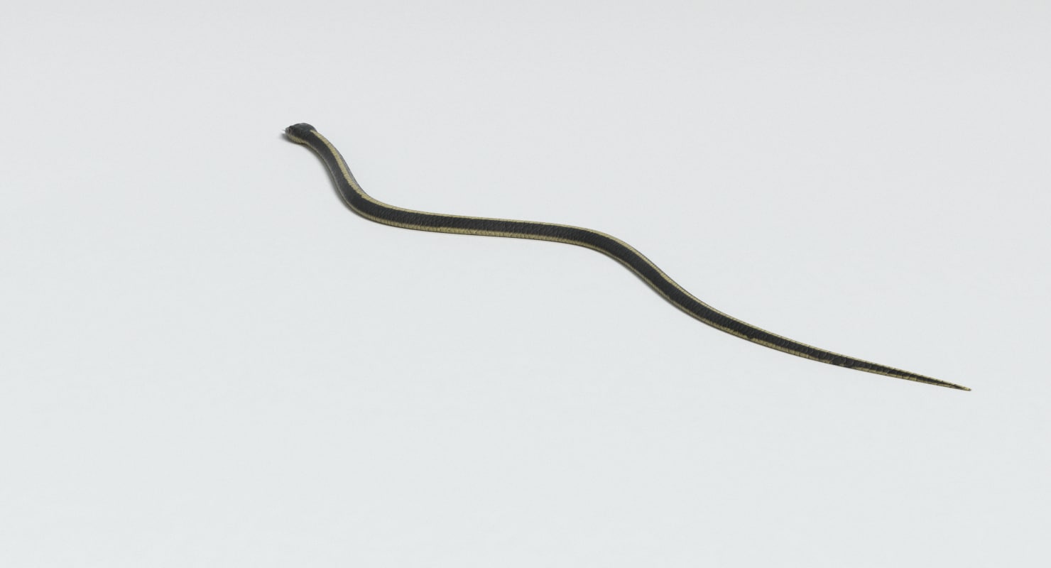 garter snake 3d model