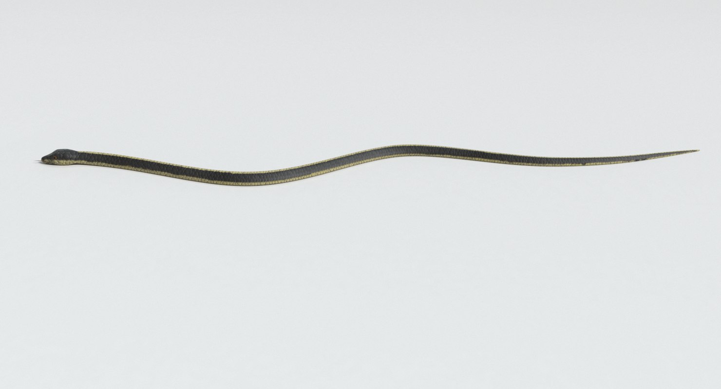 garter snake 3d model