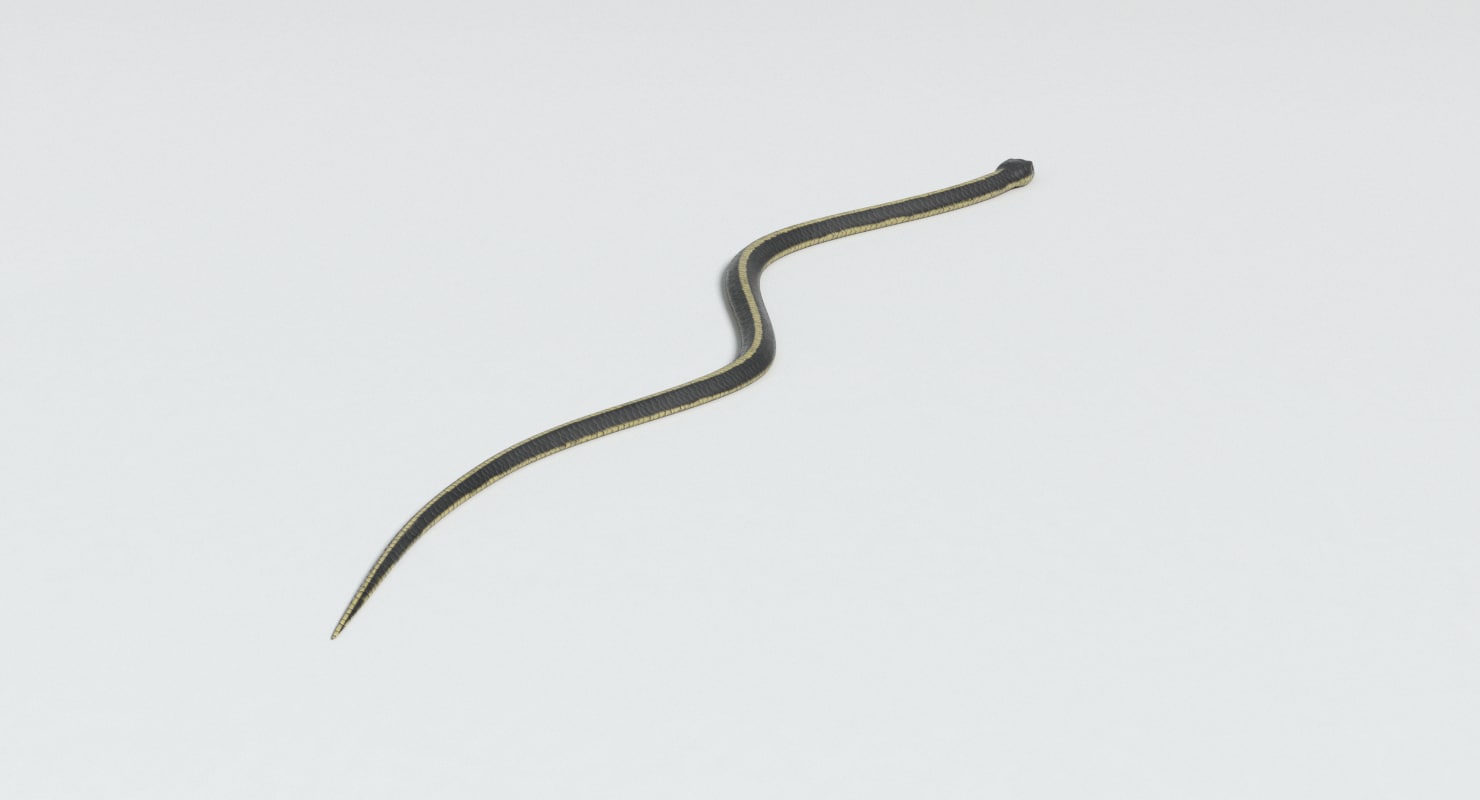 garter snake 3d model