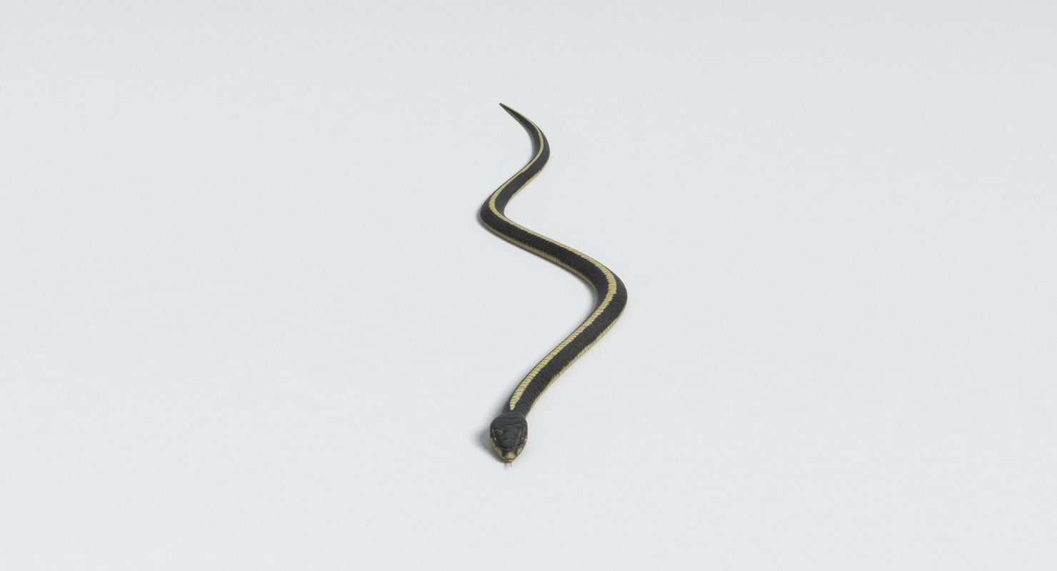 garter snake 3d model