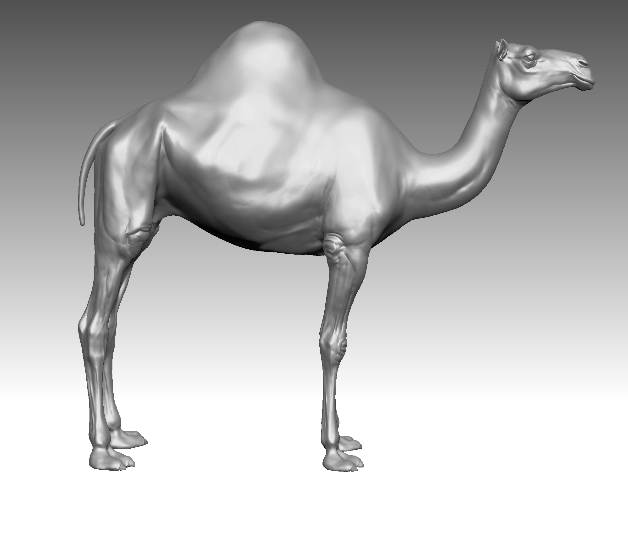 骆驼现实(1)3d模型