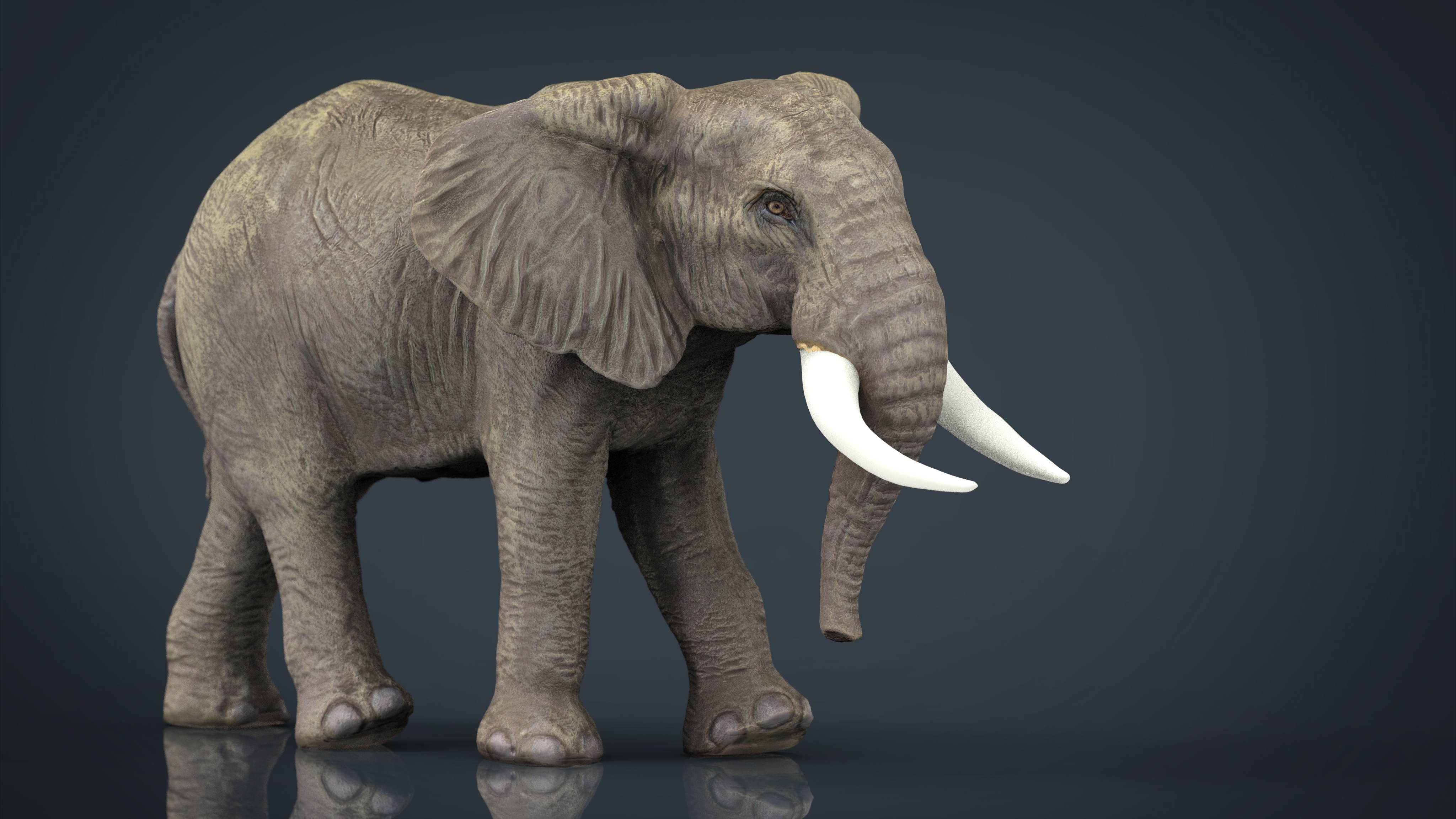 wild africa pack elephant 3d model