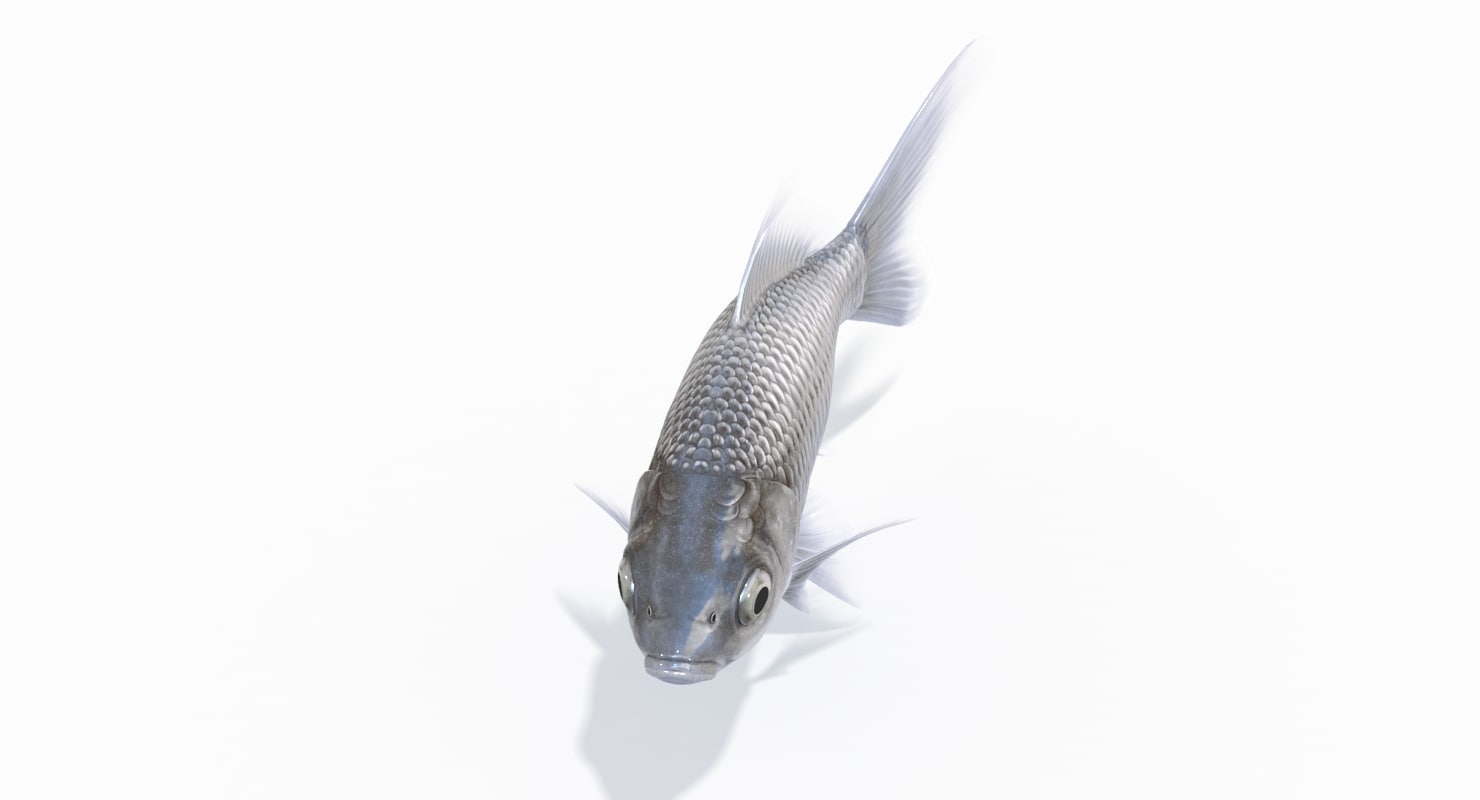 silver fish animation 3d model