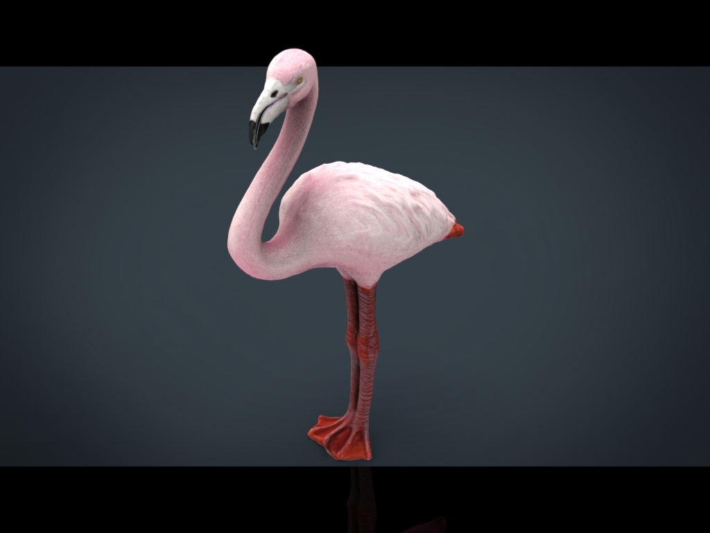 flamingo 3d