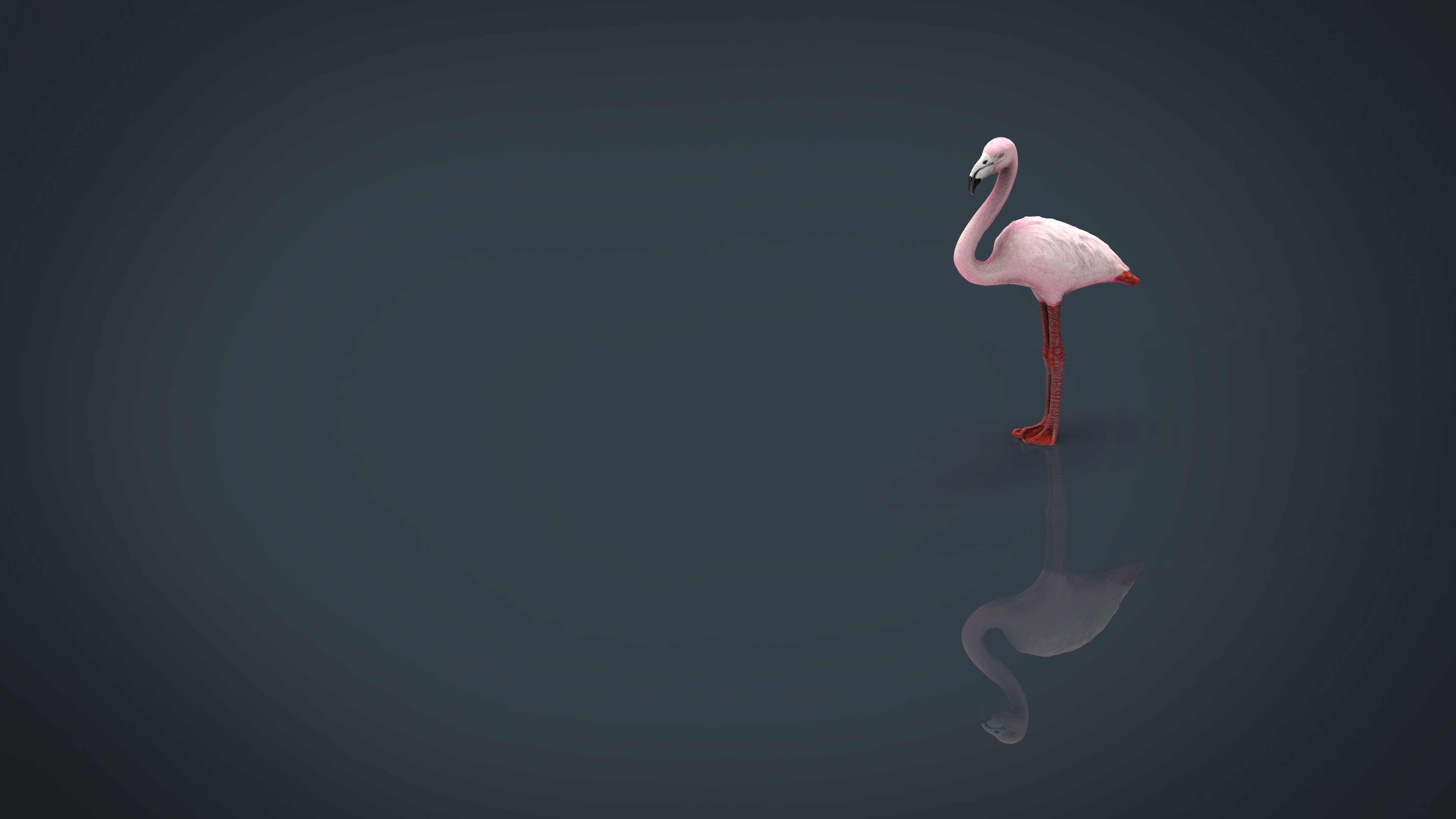 flamingo 3d