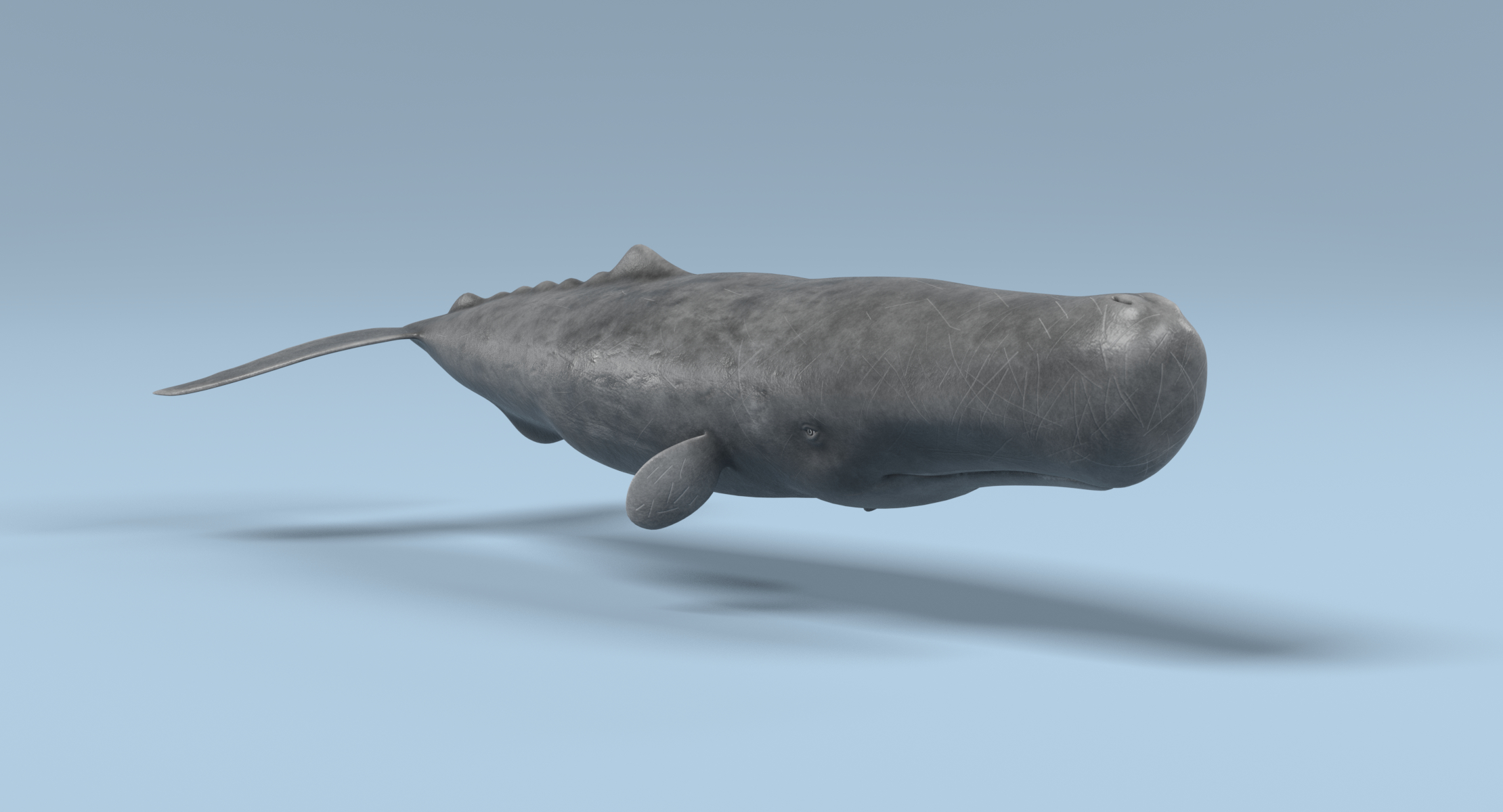 sperm whale (rigged) 3d model