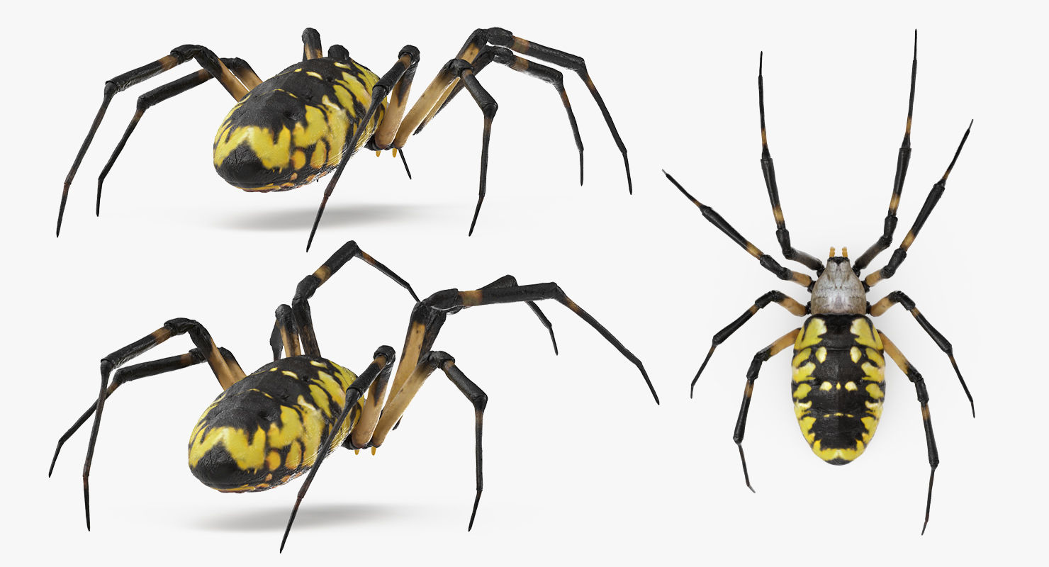 argiope aurantia或黄色花园蜘蛛索具3d模型