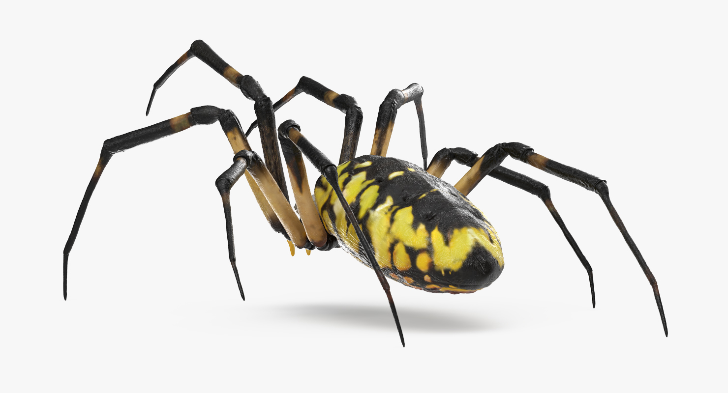 argiope aurantia或黄色花园蜘蛛索具3d模型