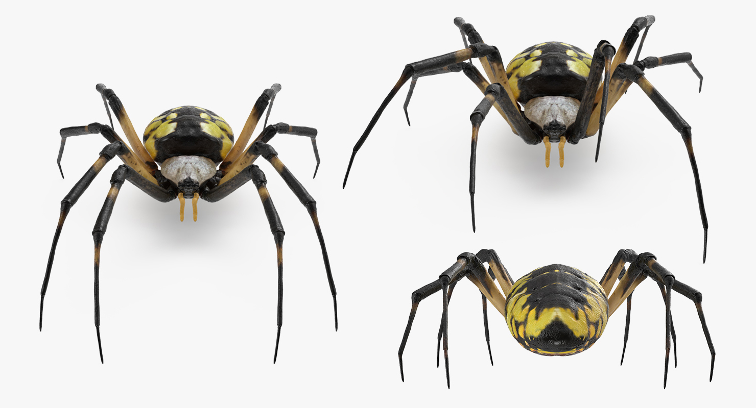 argiope aurantia或黄色花园蜘蛛索具3d模型