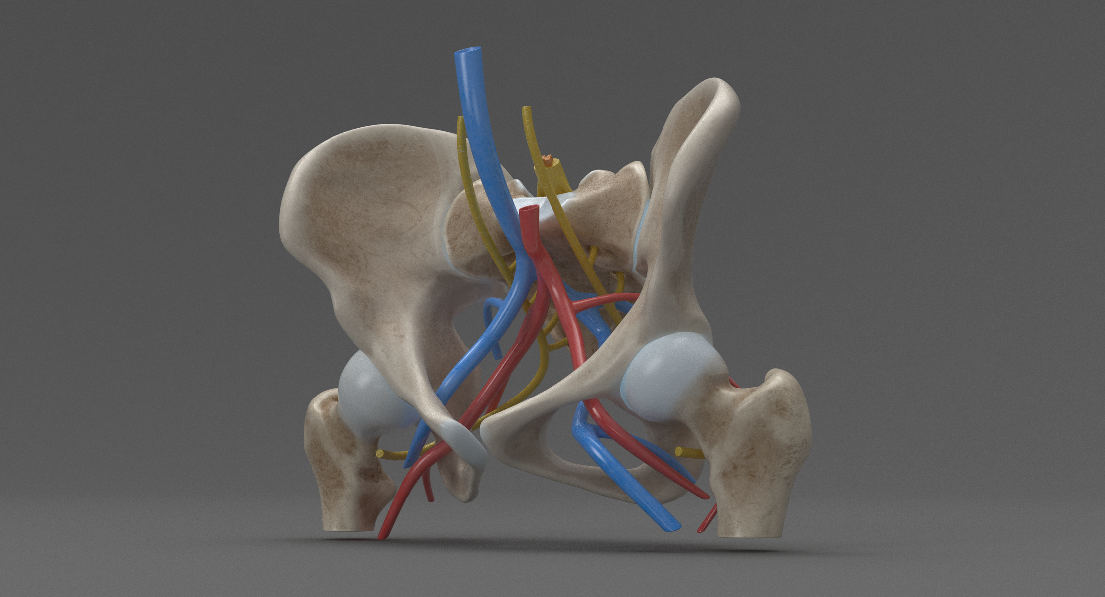 人体解剖学 - 女性骨盆(pbr)3d模型