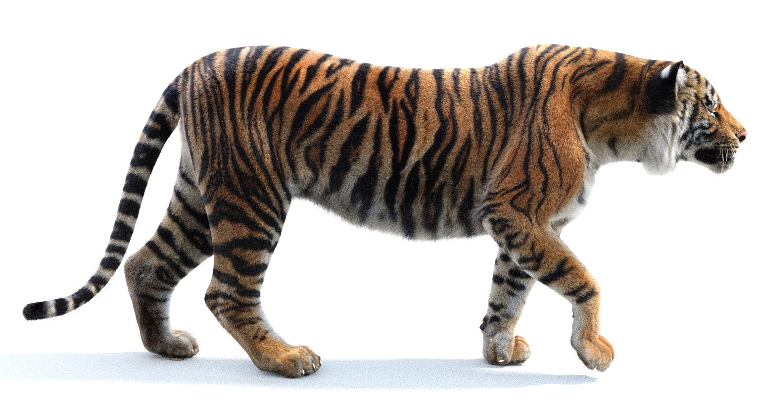 3d sumatran tiger (fur, rigged)