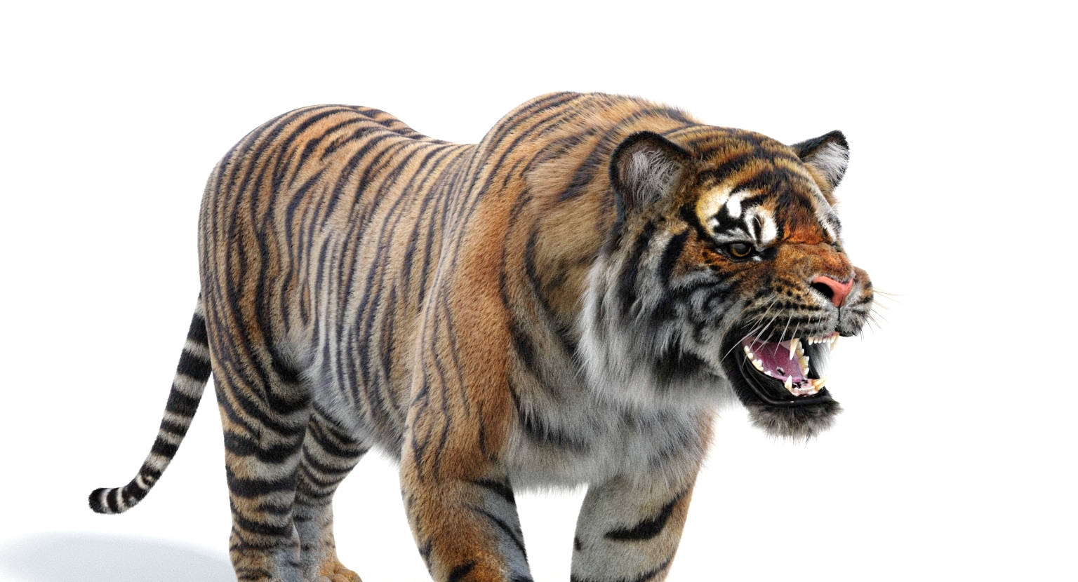 3d sumatran tiger (fur, rigged)