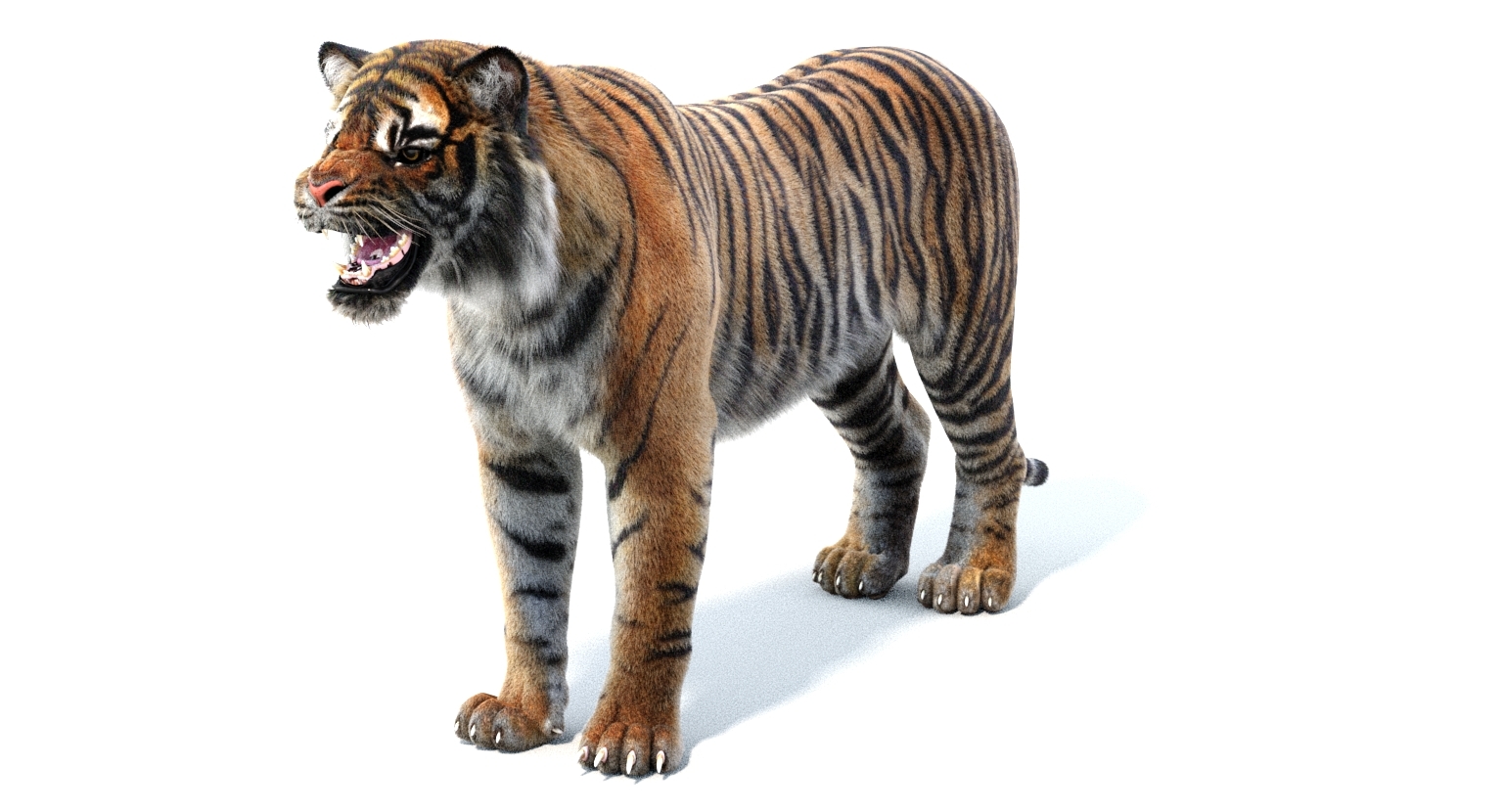 3d sumatran tiger (fur, rigged)