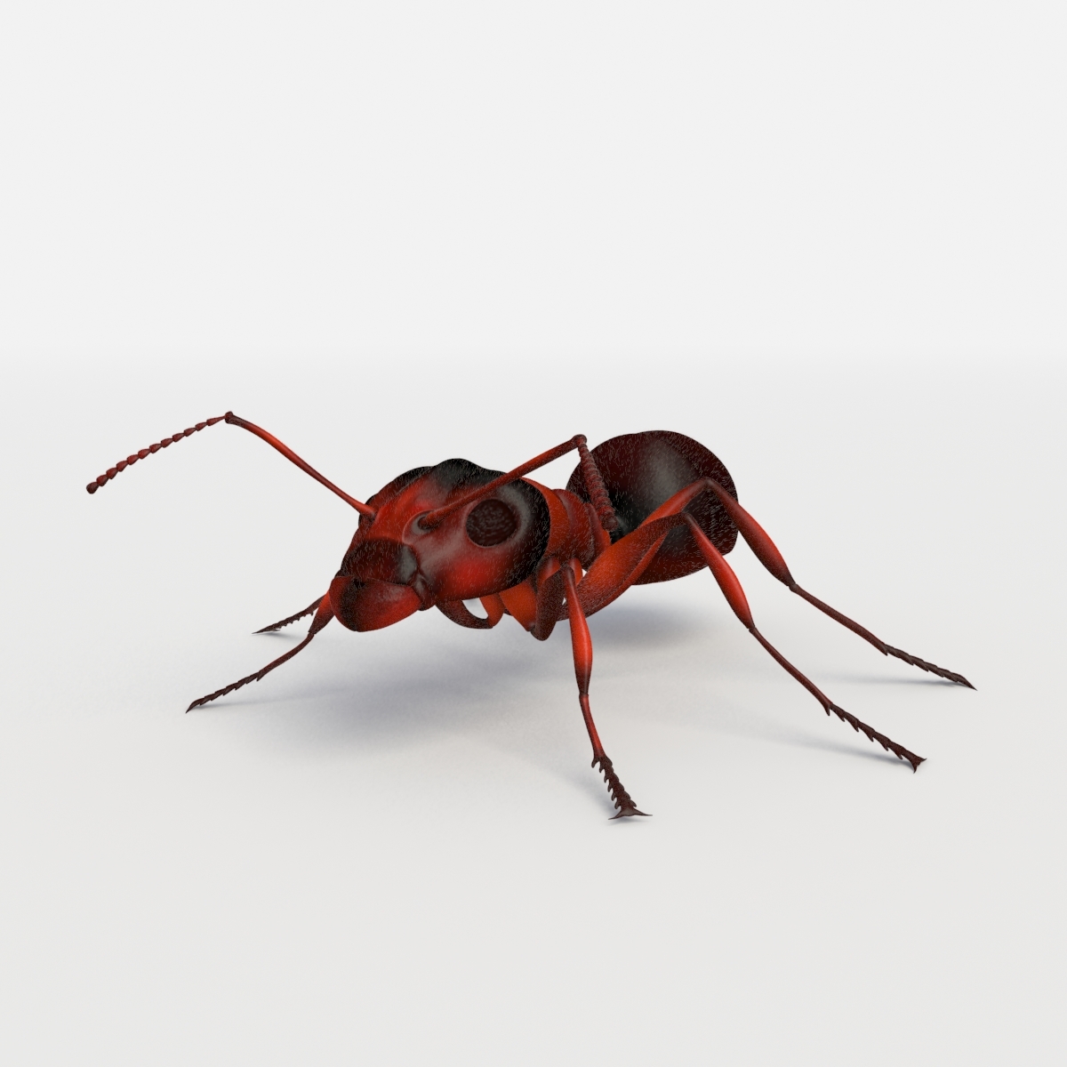 3d rigged ant mantis