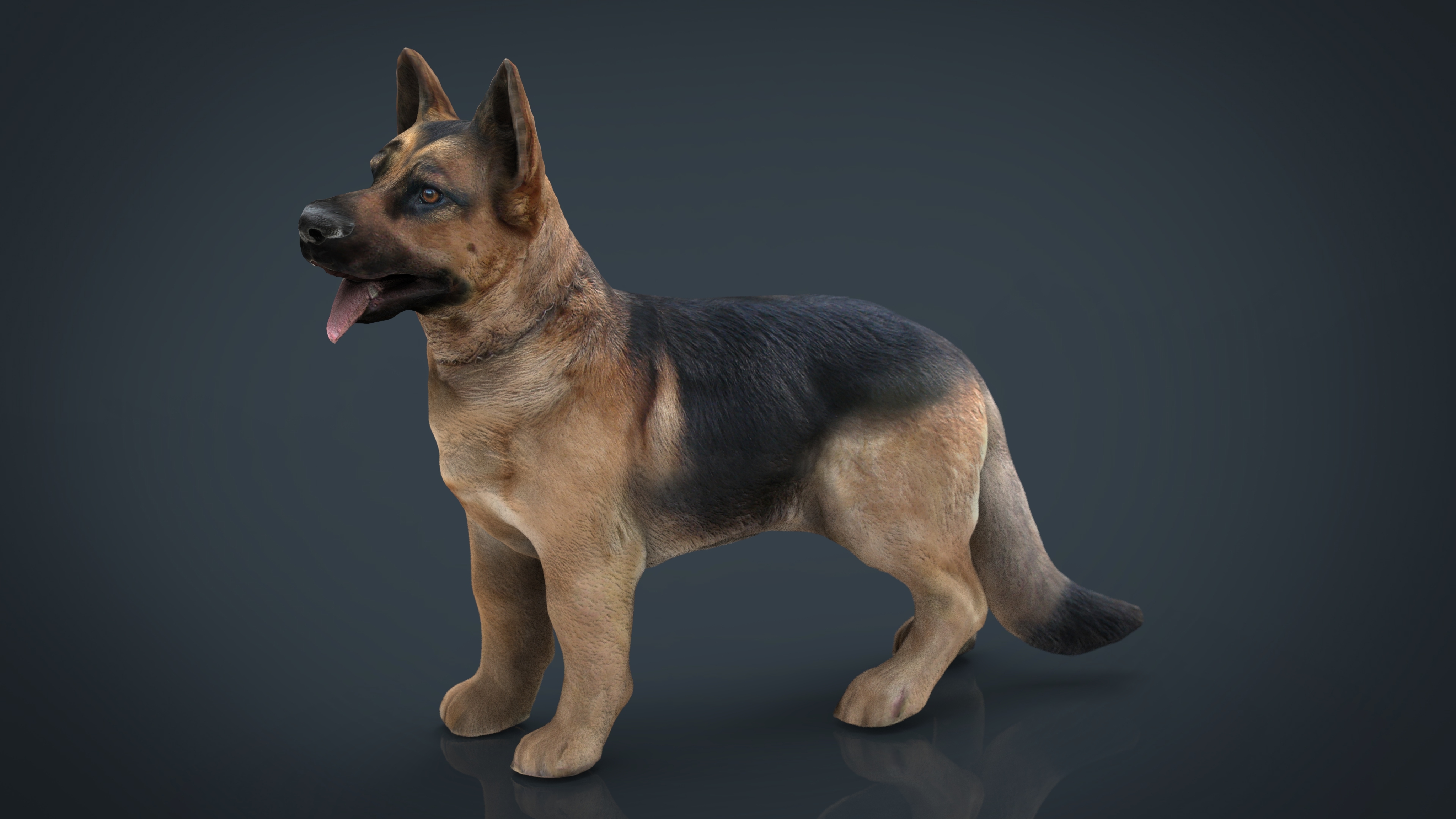 realistic german shepherd 3d model